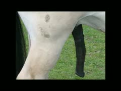 Spectacular zoophilia junkie video collection features nice-looking horse's with furious hard-ons